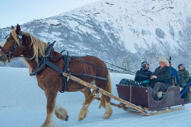 Horse and sleigh / wagon – private tour
